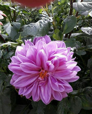 WILLVINE NBIR-498 Hybrid Black Dahlia UNIQUE FLOWER SEEDS Seed(50 per packet)