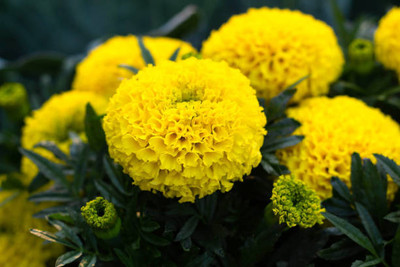 Harsh Impex marigold,gende ka phool Seed(35 per packet)
