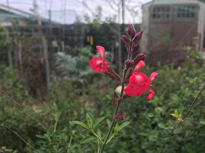 Qualtivate HUA-4A Salvia greggii Autumn Sage Seed(100 per packet)