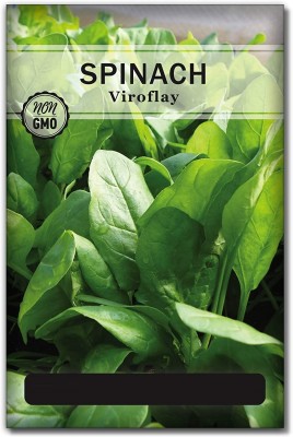 Biosnyg YRS-73 Viroflay Spinach Seed-[800 Seeds] Seed(800 per packet)