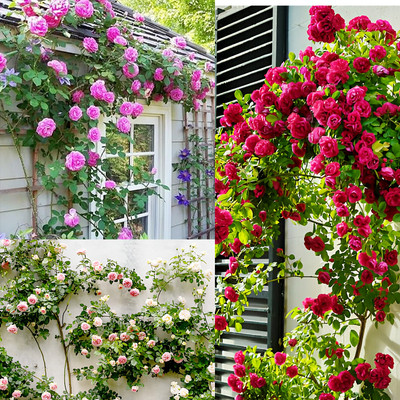 N.G.M. AGROCARE Imported Hybrid elegant Climbing Rose Flower Mix Seeds Year-Round Blooms Seed(114 per packet)