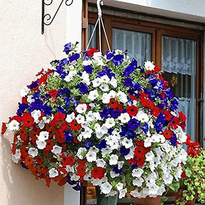 Lorvox Petunia Mix Seed(140 per packet)