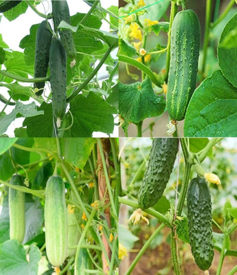 ibains Kakri seeds cucumber kakri seeds beej 60 Seed(60 per packet)