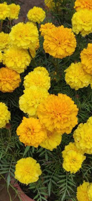 HOIVA marigold/gende ka phool flower seeds Seed(75 per packet)