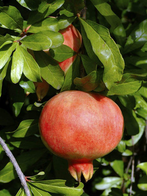 VibeX VVI-4 - Turkey Giant Pomegranate - (90 Seeds) Seed(90 per packet)