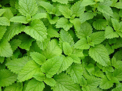 Qualtivate ATS-83 Lemon Balm Seeds Herbs Seed(500 per packet)