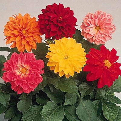 KANAYA Dahlia Mixed Seed(30 per packet)