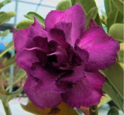 Qualtivate NBIR-709 Mixed 9 Types Double Desert Rose Seeds Seed(30 per packet)