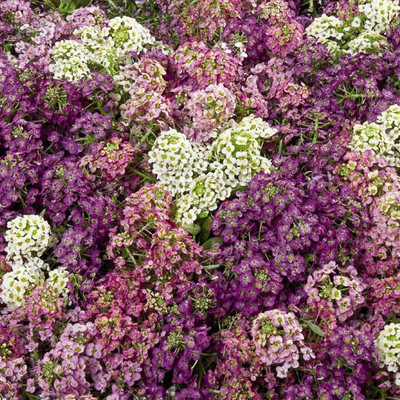 VINGTON Wonder­land Mix Alyssum Seed(50 per packet)