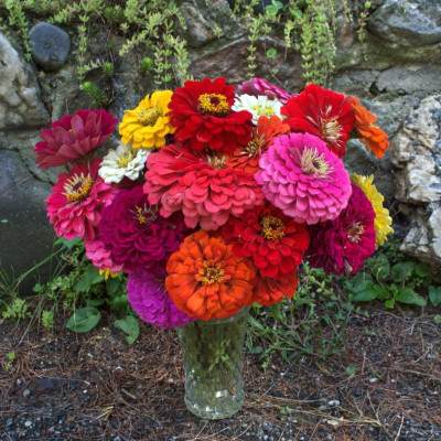 UGRA BENARY'S GIANT MIX ZINNIA Seed(10 per packet)