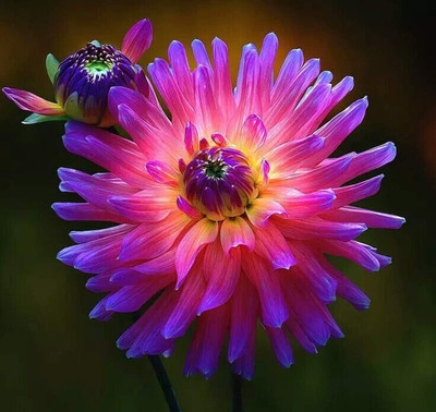 Qualtivate XLR-20 Mix Colors Dahlia Seeds Seed(50 per packet)
