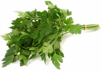 CYBEXIS NDIR-85 - Parsley Italian Giant Flat Leaf - (750 Seeds) Seed(750 per packet)