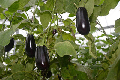 Kodali Hybrid F1 Brinjal Seeds Pack Of 78 Seed(78 per packet)
