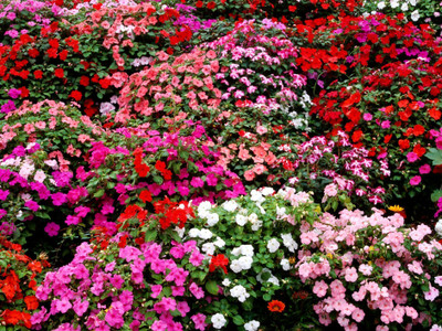 JAYANTAHALDER Balsam Flower Seed(150 per packet)