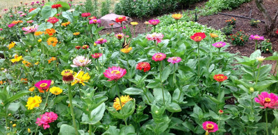 Avysa GIANT CALIFORNIA ZINNIA MIX Seed(15 per packet)