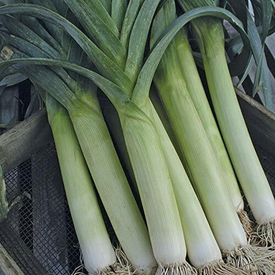 TRICONE Pyaaj Seed(150 per packet)