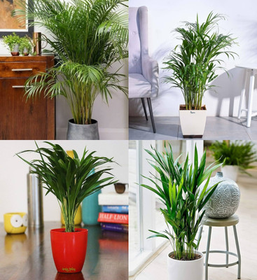 ibains Palm seeds Full germination, clean seed pack of 24 Seed(24 per packet)