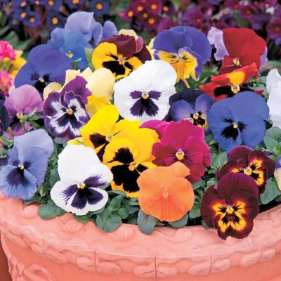 OGIVA Pansy Swiss Giant Mix Flower Seed(300 per packet)