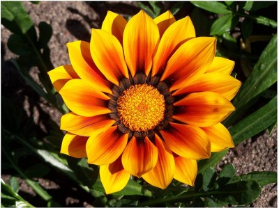 Aywal Gazania, Day Break' Mixture Seed(10 per packet)