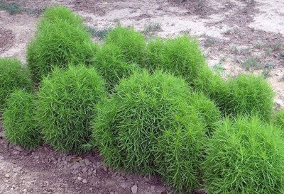 Avysa Bush Grass Seeds | Kochia scoparia Seed(15 per packet)