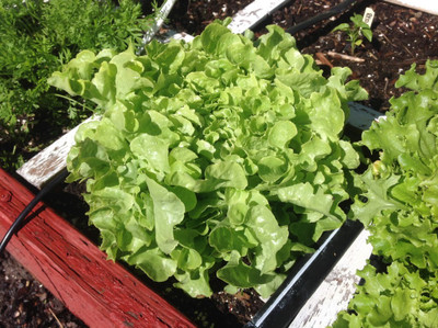 DEYS AGRO ™ lettuce green seeds High Yield Lettuce Seeds for Home Growing Seed(75 per packet)
