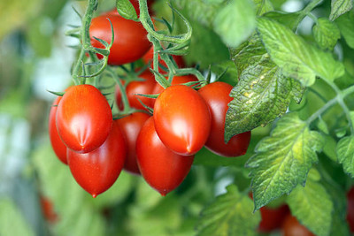 SEEDSART tomato Seed(70 per packet)