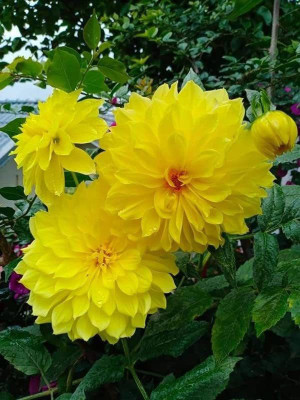 CYBEXIS Dahlia Mixture Flower Seeds Seed(50 per packet)