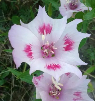 Aro Clarkia Seed(112 per packet)