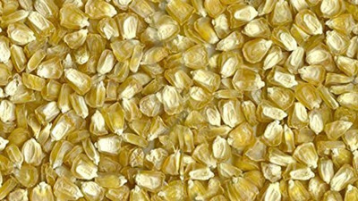 KNESSiN Colourful Rainbow Corn and Squash Waltham Butternut Seeds Seed(200 per packet)
