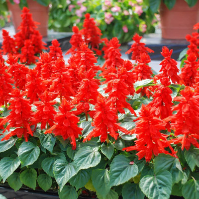 Lorvox Salvia Mix Seed(105 per packet)