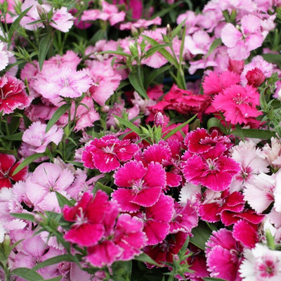 Aywal Dianthus Lemon Fizz Flower Seed(20 per packet)