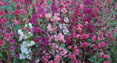 Lorvox Clarkia Elegance Double mixed flower Seed(125 per packet)