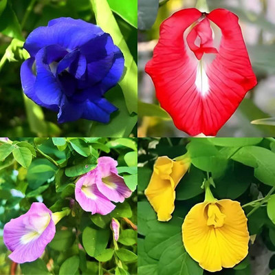 ibains Mixed colour aparajita seeds Seed(67 per packet)