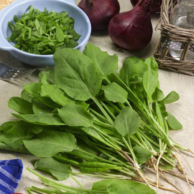 VibeX ® VXI-642 French Sorrel Spinach Dock Narrow-leaved Seed(200 per packet)