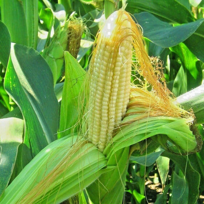 Qualtivate HUA-5A Original Bantam 8 Row Sweet Corn Seeds Seed(400 per packet)