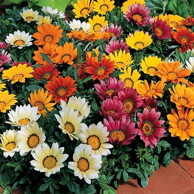 CYBEXIS Gazania Mixed Color F1 Hybrid Seeds(60 Seeds) Seed(60 per packet)