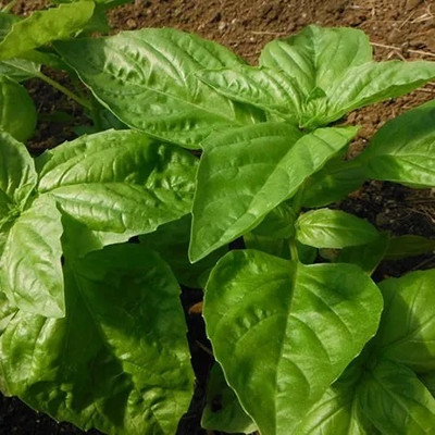Qualtivate XLR-16 Basil Napoletano Ocimum basilicum Seed(1000 per packet)