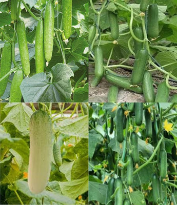 ibains Cucumber seeds for farming Kakari sosa seeds beej 49 Seed(49 per packet)
