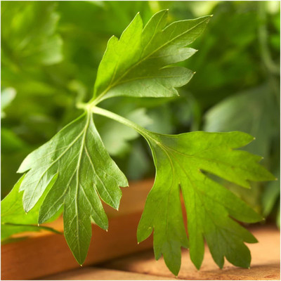 VibeX XL-29 - Dark Green Italian Flat Leaf Parsley - (250 Seeds) Seed(250 per packet)