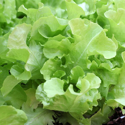 WILLVINE VXI-752 Leaf Lettuce Garden Seeds Seed(200 per packet)