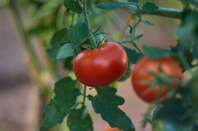 Easygrow tomato Seed(75 per packet)