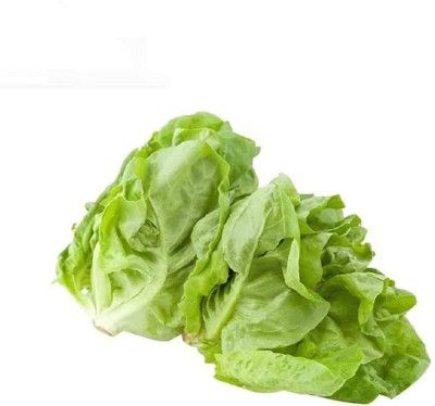 CYBEXIS Hybrid Buttercrunch Lettuce Seeds 1000 Seeds Seed(1000 per packet)