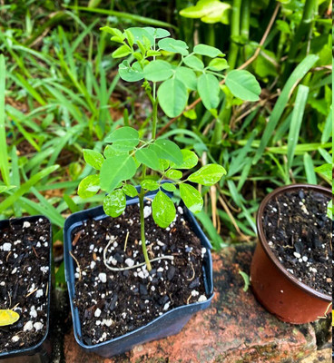 VibeX TLX-75 - Moringa / Drumstick - (1350 Seeds) Seed(1350 per packet)
