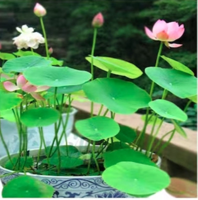 ROSEMERC LOTUS FLOWER PLANT ( 10 SEEDS ) Seed(10 per packet)