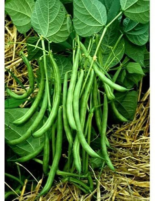 CRGO BEANS Seed(20 per packet)