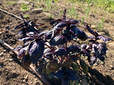 WILLVINE XLL-6 Basil Amethyst Improved (Purple) Seed(2000 per packet)
