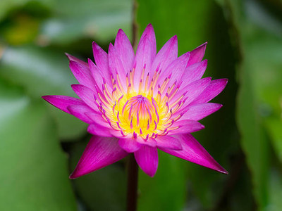 Farmer tech lotus,kamal gatta Seed(15 per packet)