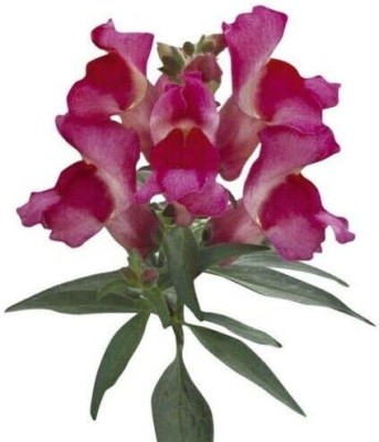 CRGO ANTIRRHINUM Seed(175 per packet)