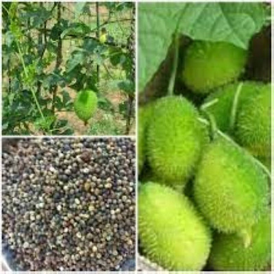 Arshiayat Hybrid Kantola seeds, Hybrid kakoda seeds, Spiny Gourd Seed, kakoda vegetable Seed(6 per packet)