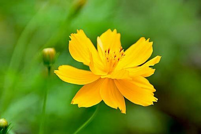 Aywal Cosmos Sonata Mix Seed(50 per packet)